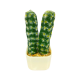 Small Cactus Plants 6-4