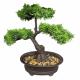 Bonsai Type Tree Plant Oval