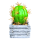 6-8 Cactus Plants
