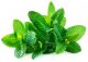 Podina,Mint (Bunch) 1P