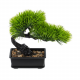Plants 14-18
