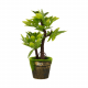 Plants 14-15